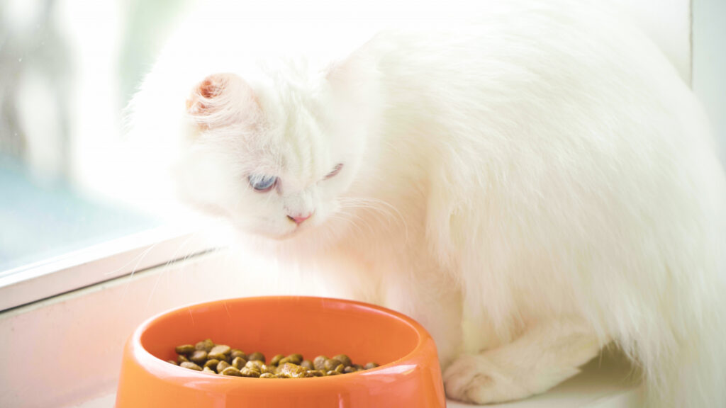 ごはんを見つめる猫