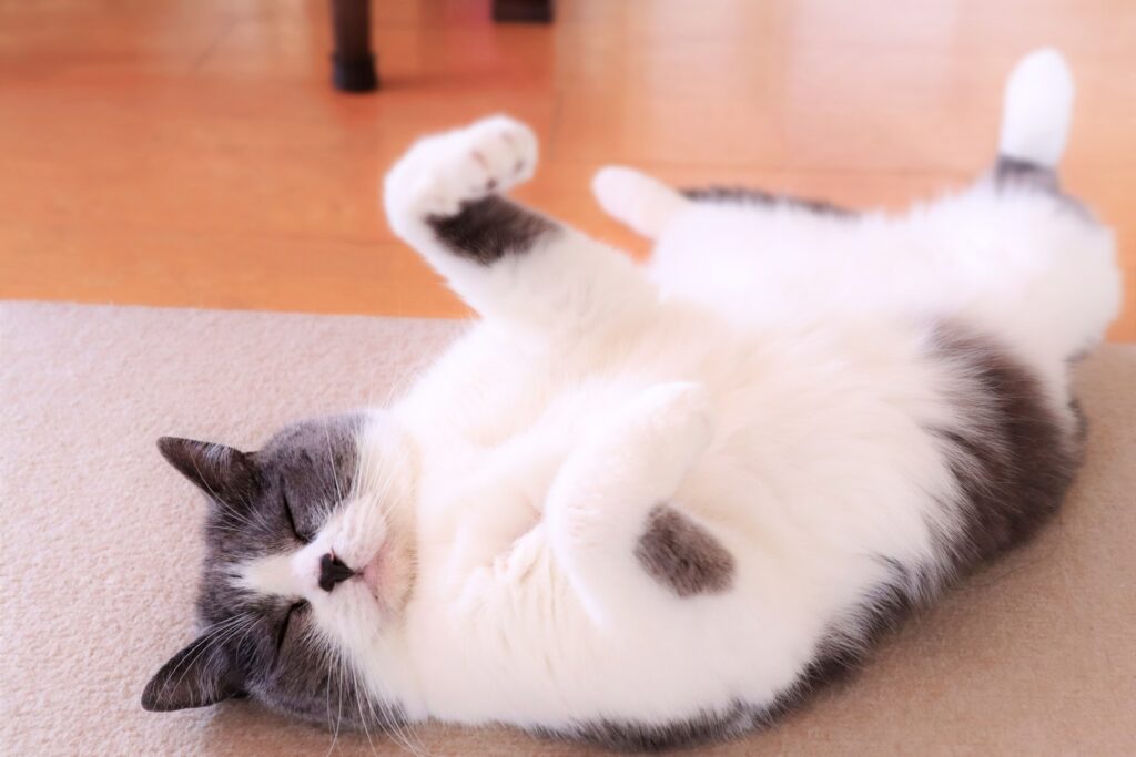 へそ天して寝てる、ふわふわの猫