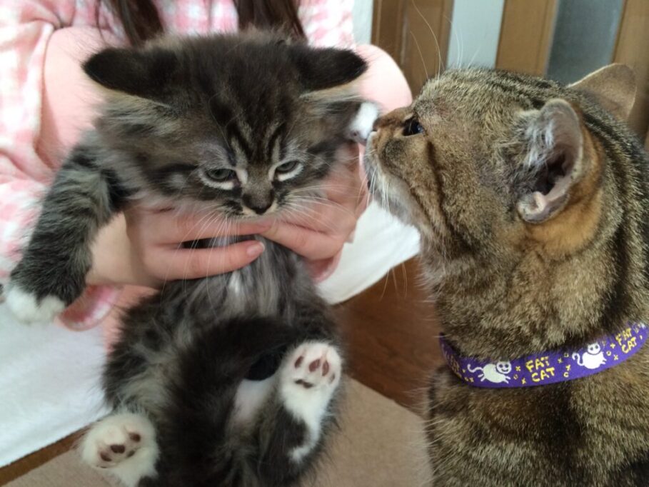 抱っこされてる新入り子猫と、においをかぐ先住猫