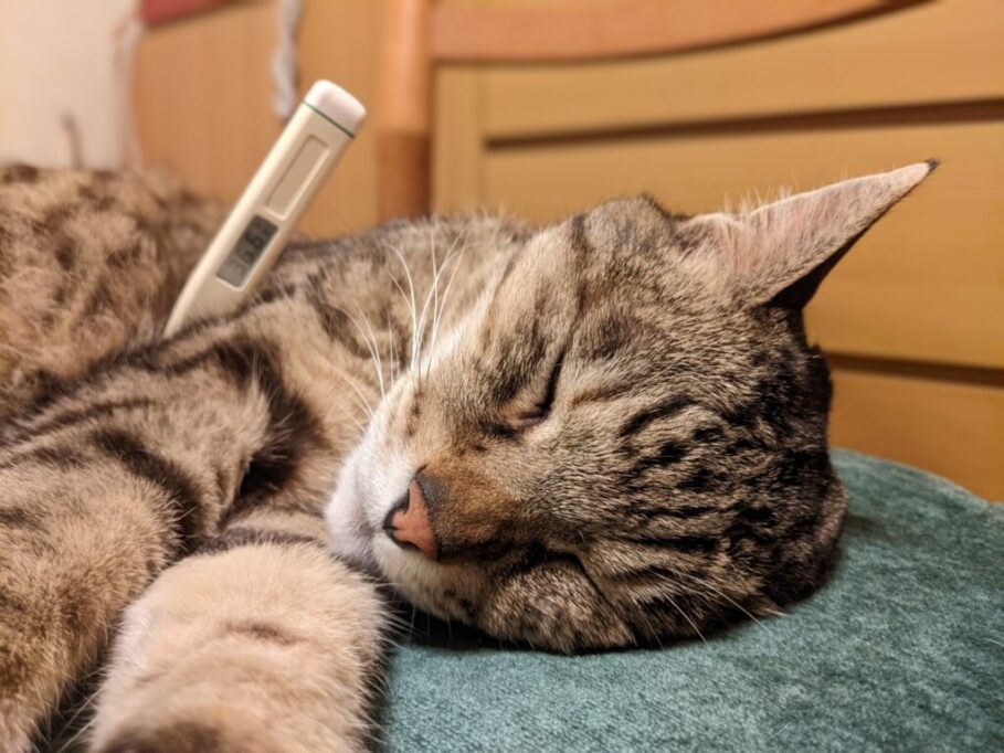 脇に体温計を挟んでる猫