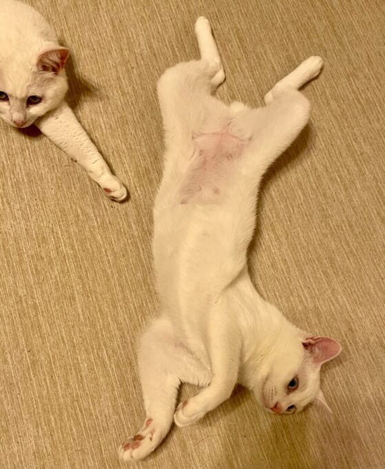 へそ天して甘えてる、おなかを剃られてる猫