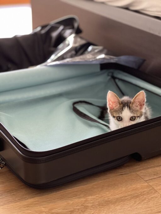 スーツケースに入ってる子猫