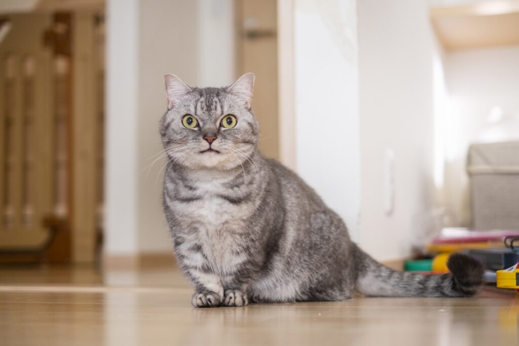 ちょこんと座ってこちらを見つめるマンチカン