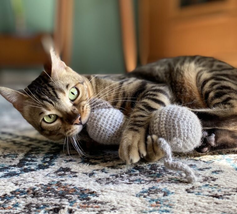 おもちゃをけりけりするベンガル