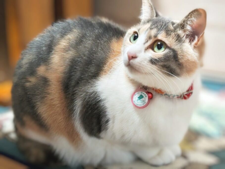 何かを見つめてる猫