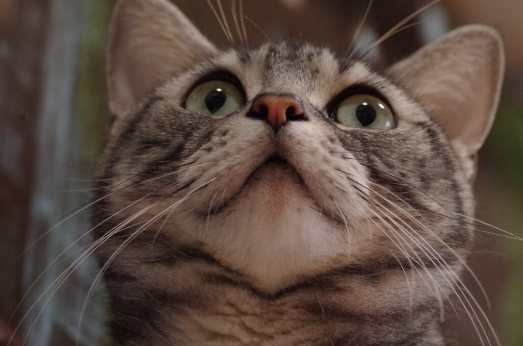 アメショのどあっぷ