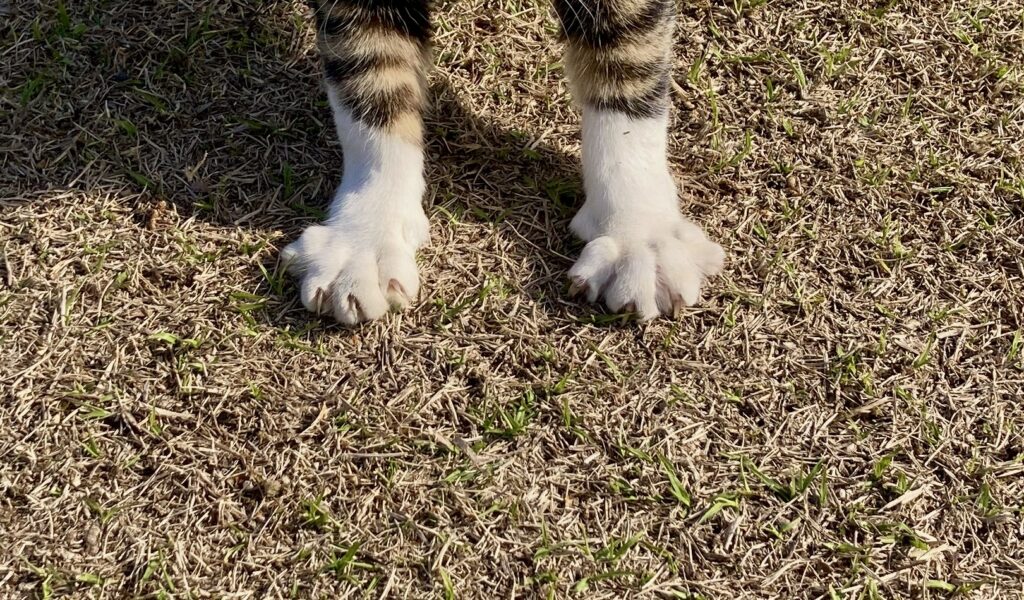 手袋をつけているような猫