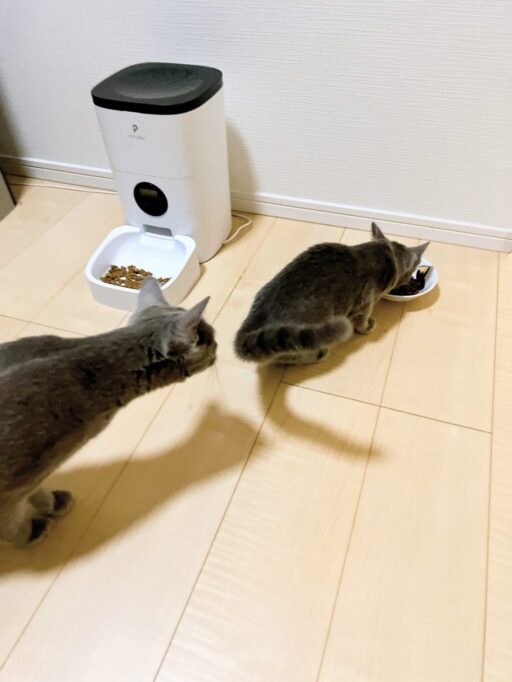 新入り子猫のにおいをかぐ先住猫