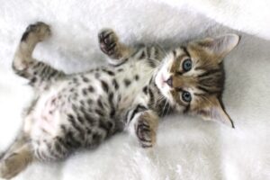 へそ天してるベンガルの子猫