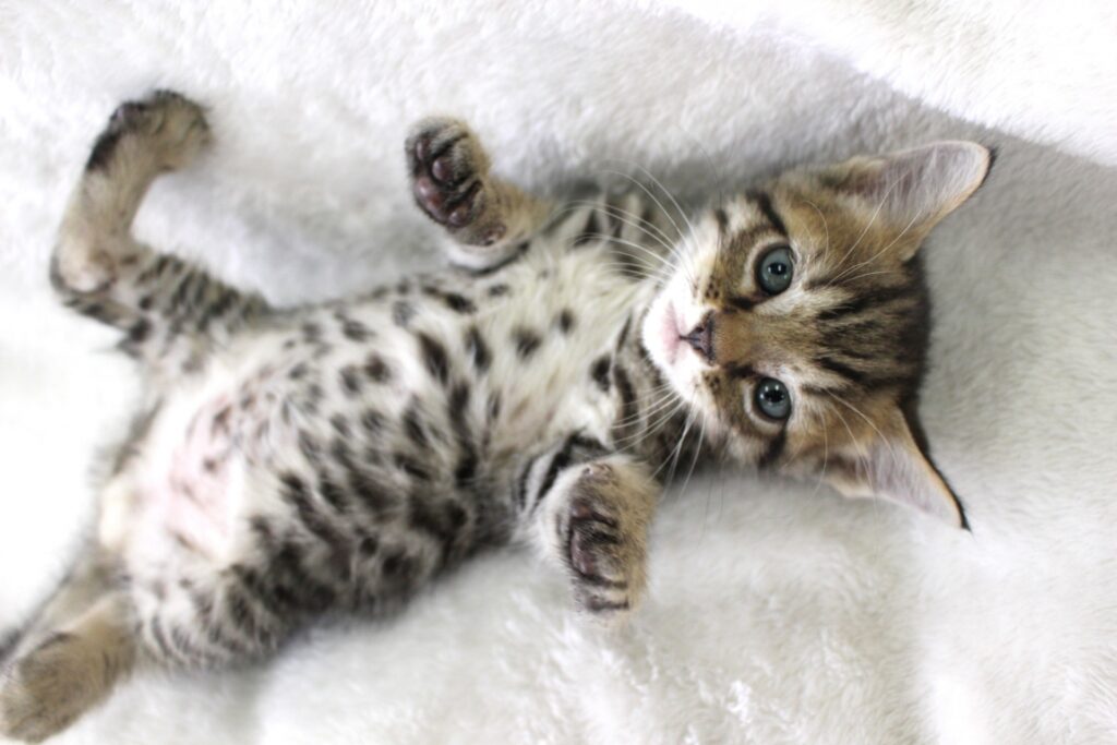 へそ天してるベンガルの子猫