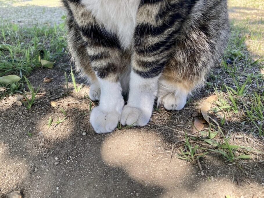 お座りしている、手袋をつけてるような猫