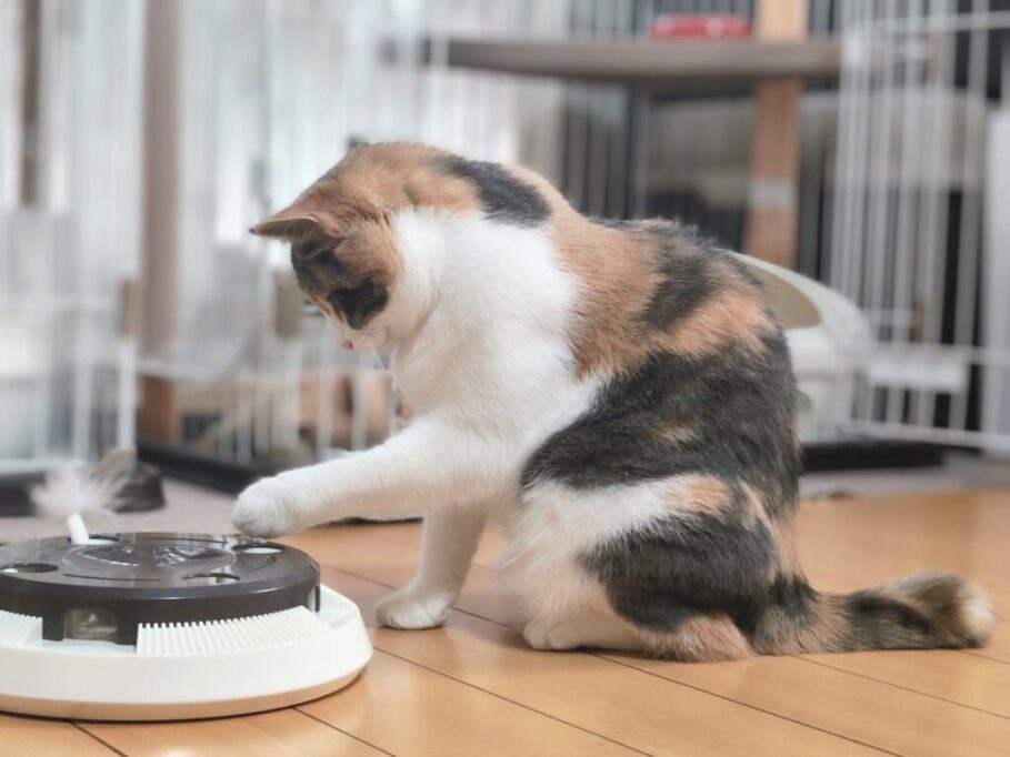 おもちゃで一人遊びする猫