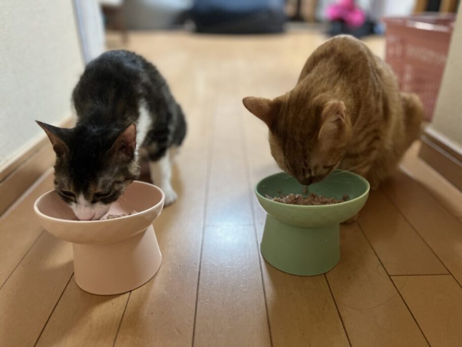 食事中の2匹の猫たち