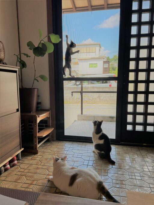 網戸を上ってる子猫を見つめる猫たち