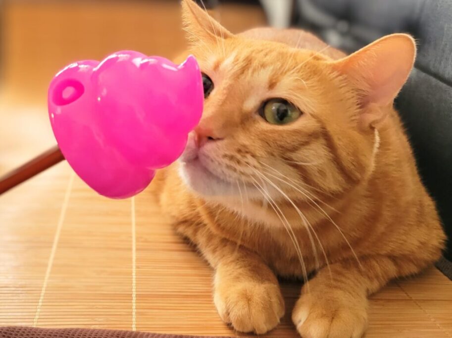 うんちのおもちゃのにおいをかぐ猫