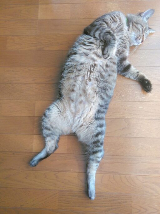 へそ天で寝てる猫