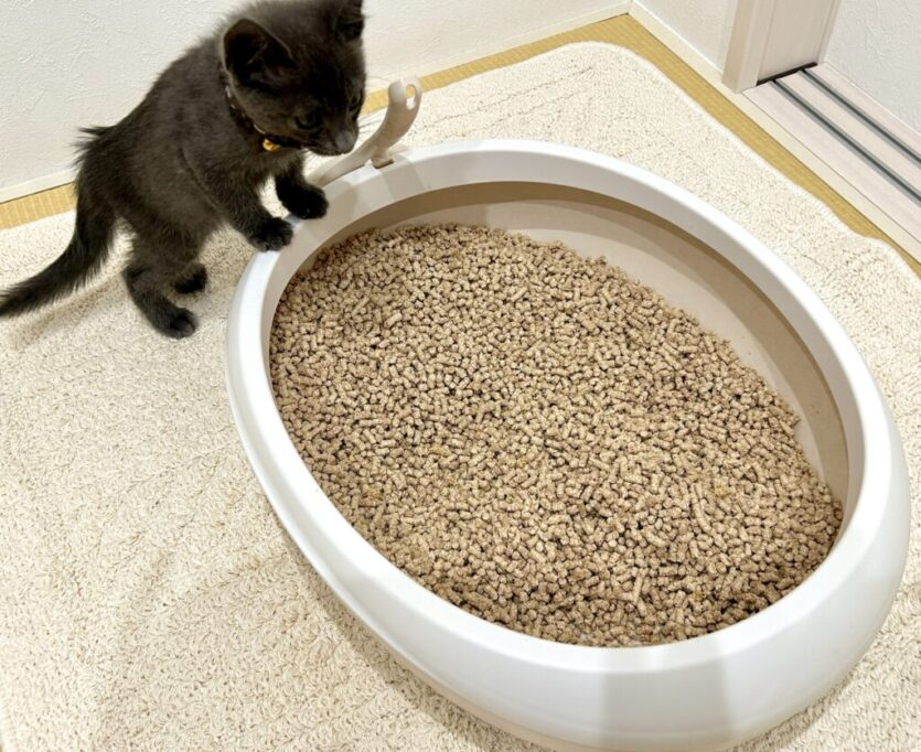 トイレをチェックしている子猫