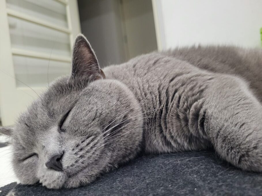 気持ちよさそうに寝てる猫