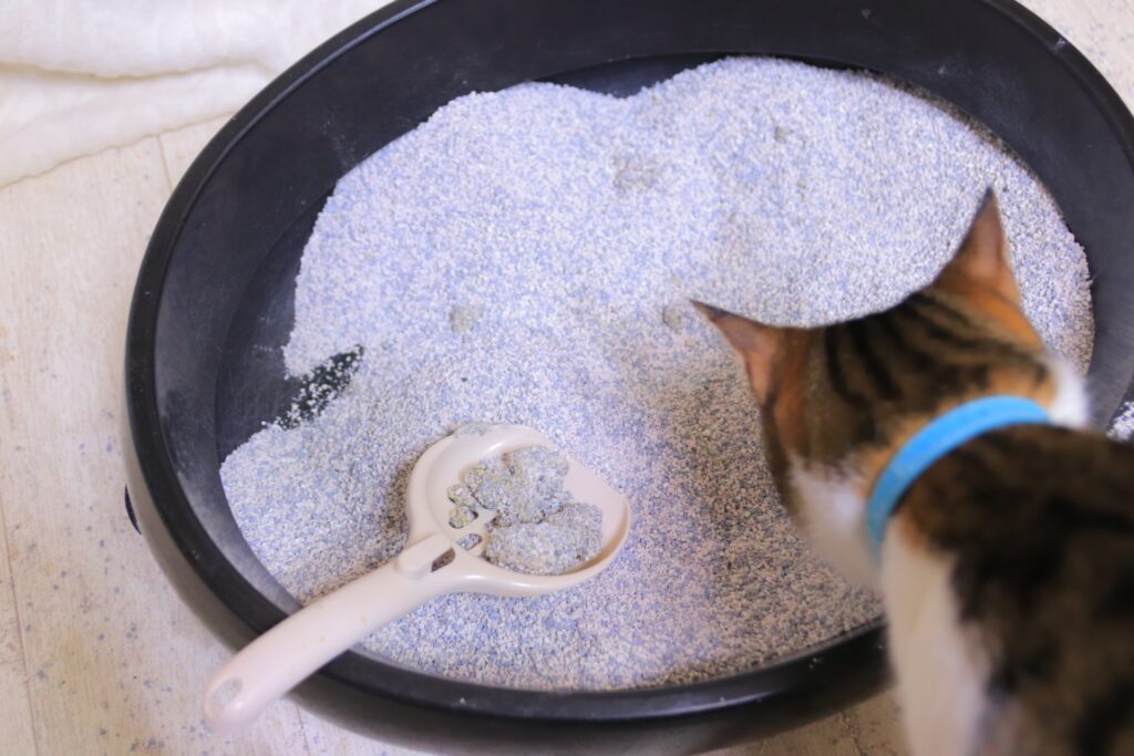 トイレをチェックしてる猫