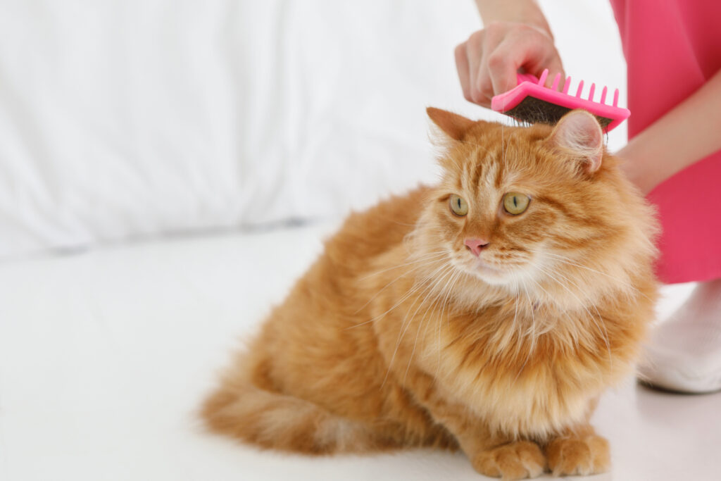 後頭部をブラッシングしてもらってる猫