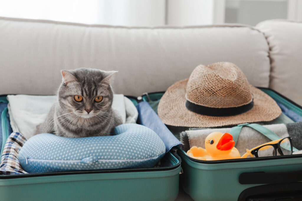 スーツケースの中にたたずむ猫