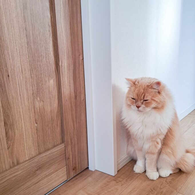 ドアの前で待ってる猫