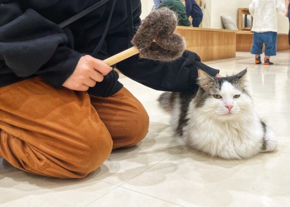 変わったブラシでブラッシングされてる猫