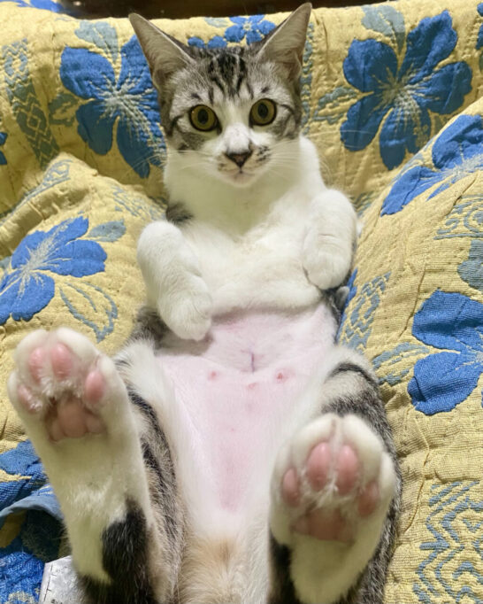 おなかを剃られてる猫