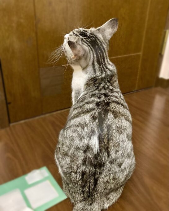 ドアの前でお座りしてる猫