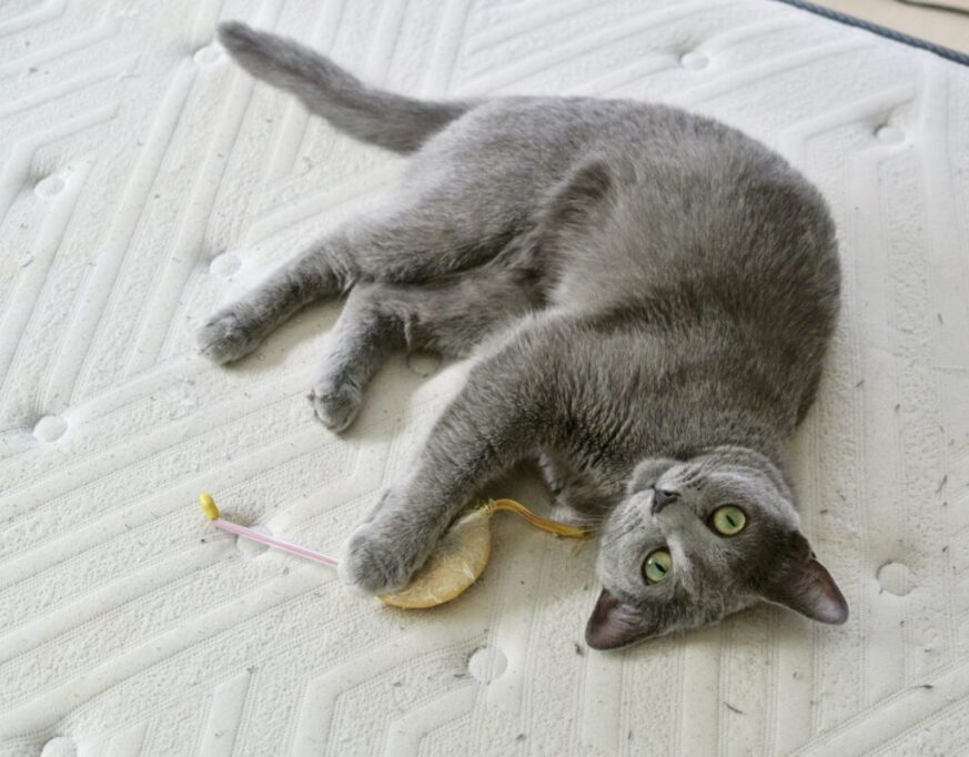 おもちゃを両手で抱えてる猫