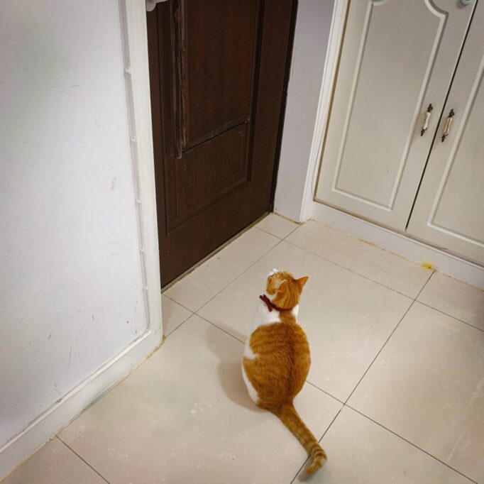 お座りしてドアを見つめてる猫