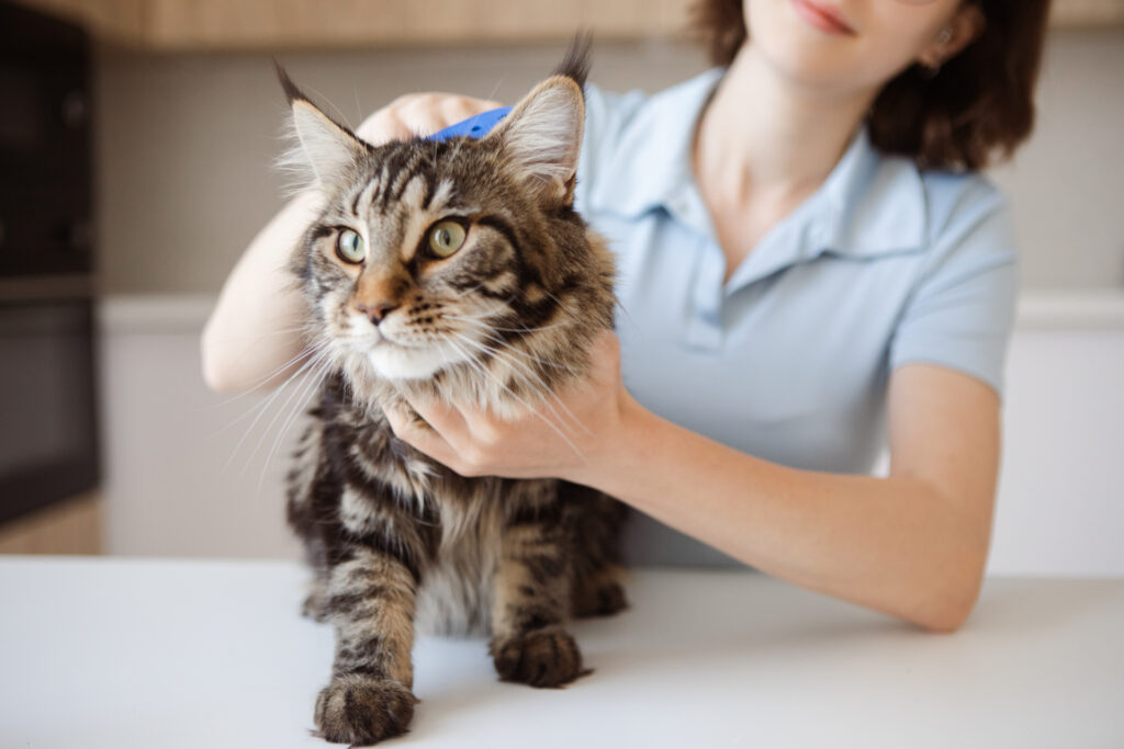 ブラッシングされてる猫