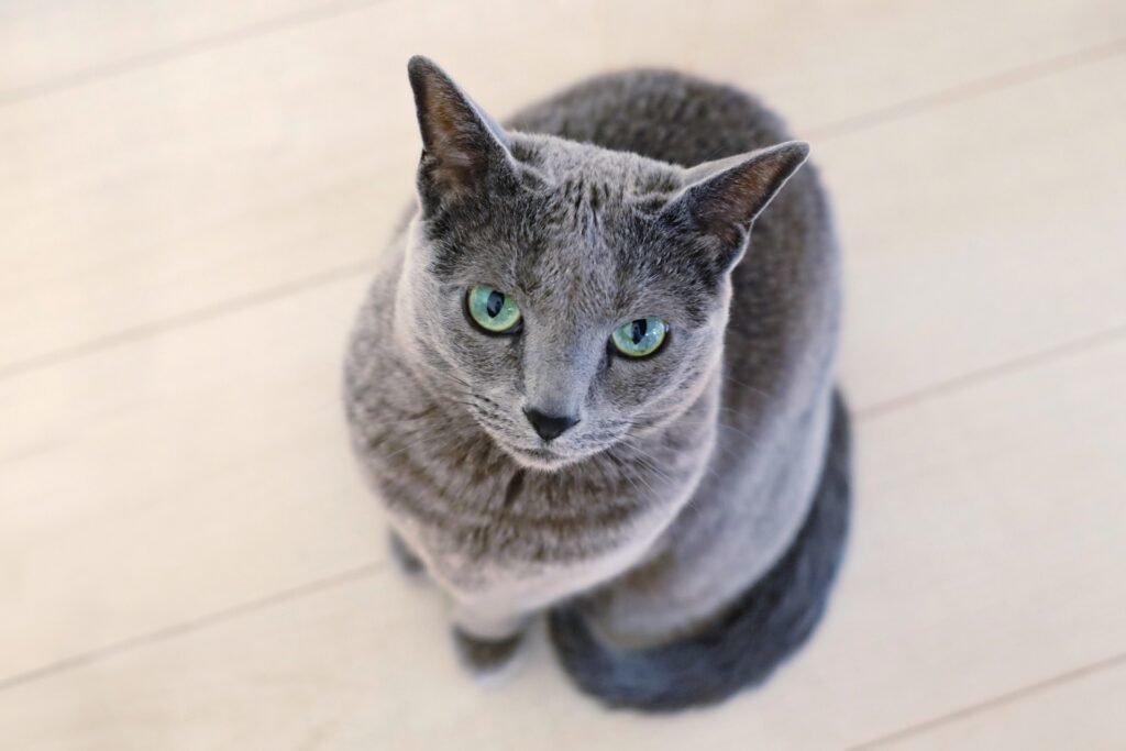 こちらを見つめるロシアンブルー