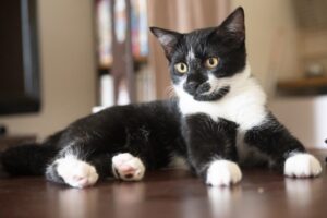 靴下をはいてるような猫