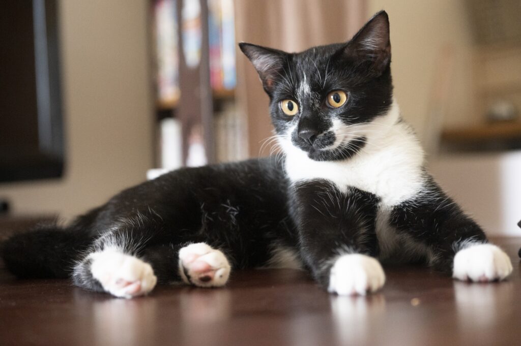 靴下をはいてるような猫