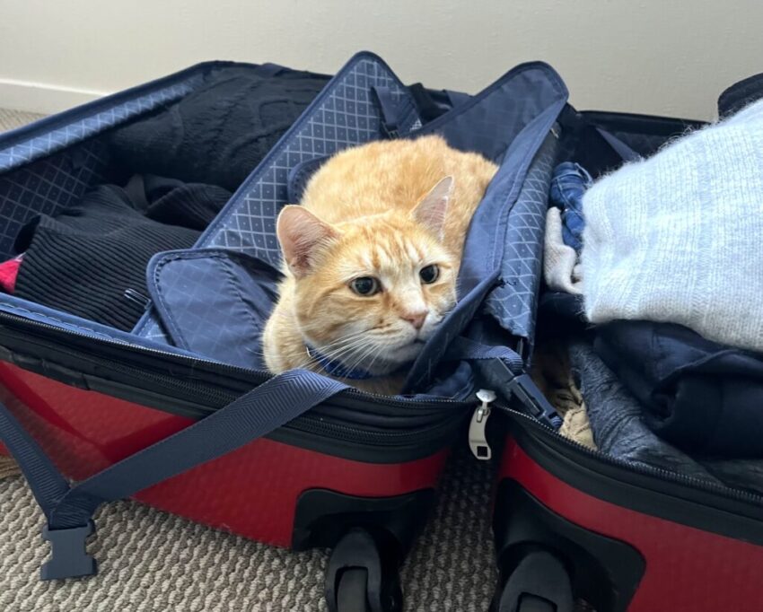 スーツケースの中に隠れてるつもりの猫