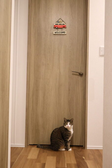 ドアの前にお座りして飼い主さんを見つめる猫