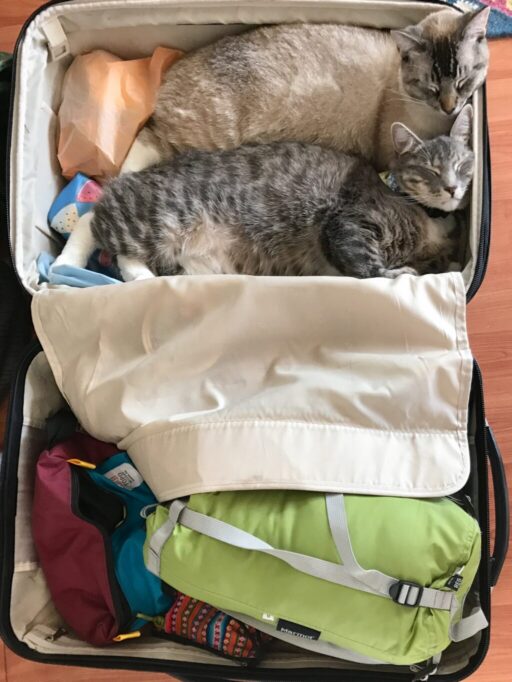 スーツケースの中で眠る2匹の猫