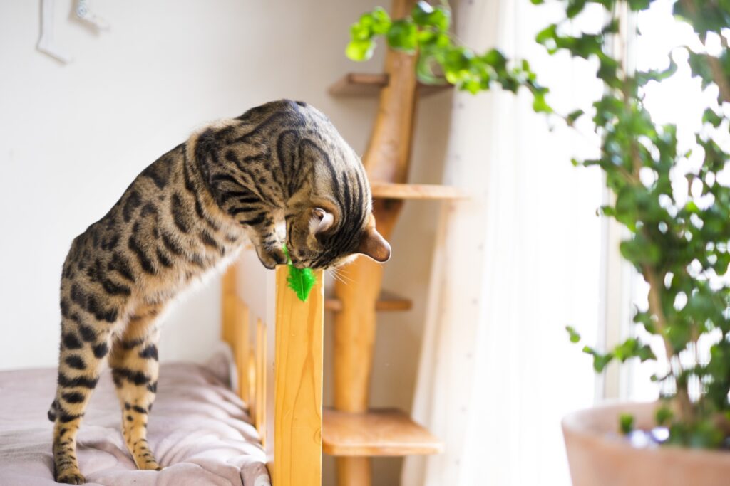 観葉植物の近くで遊ぶ猫