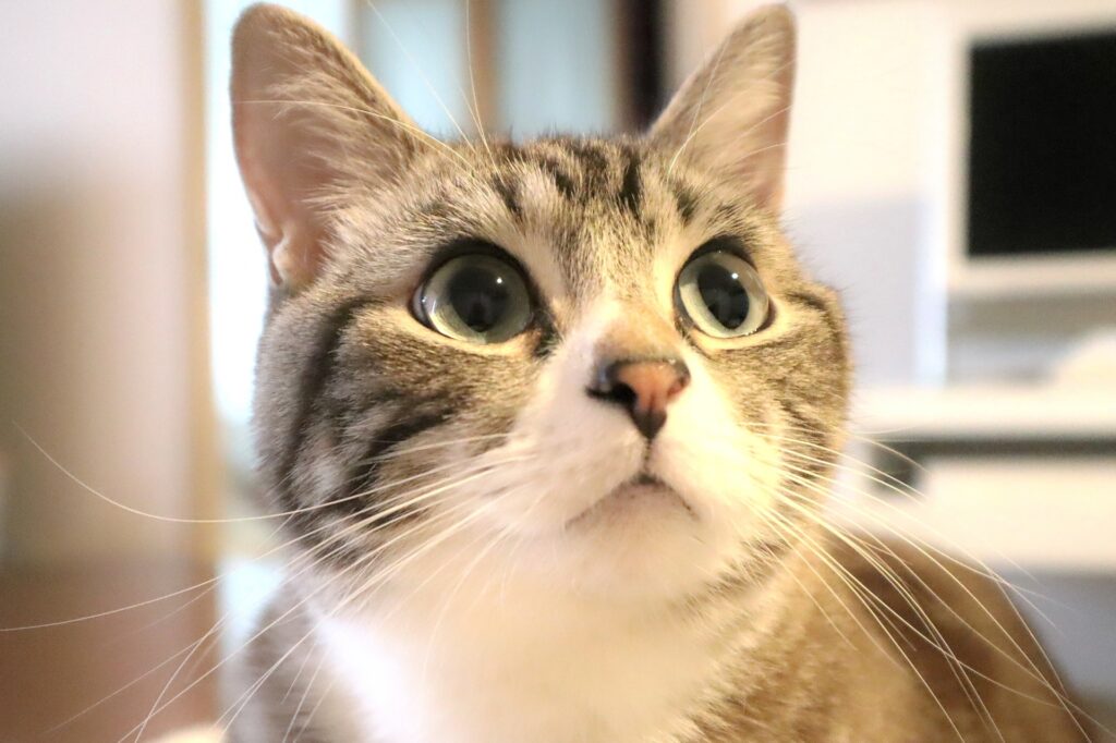 お目目まんまるで何かを見つめる猫
