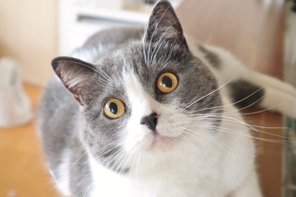 何かに集中してる猫