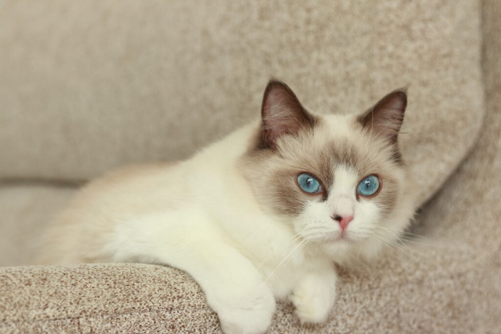 ソファに寄り掛かるラグドール