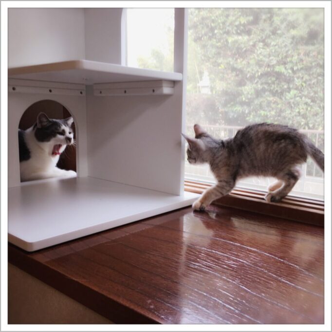 先住猫と新入り猫