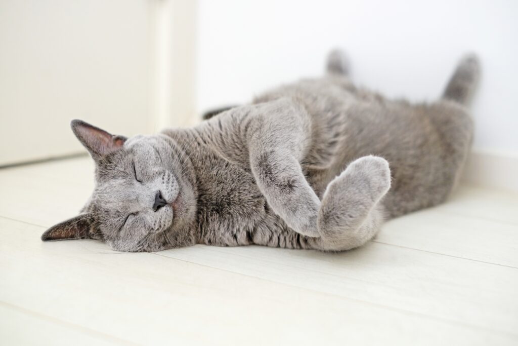 床でゴロゴロしているロシアンブルー