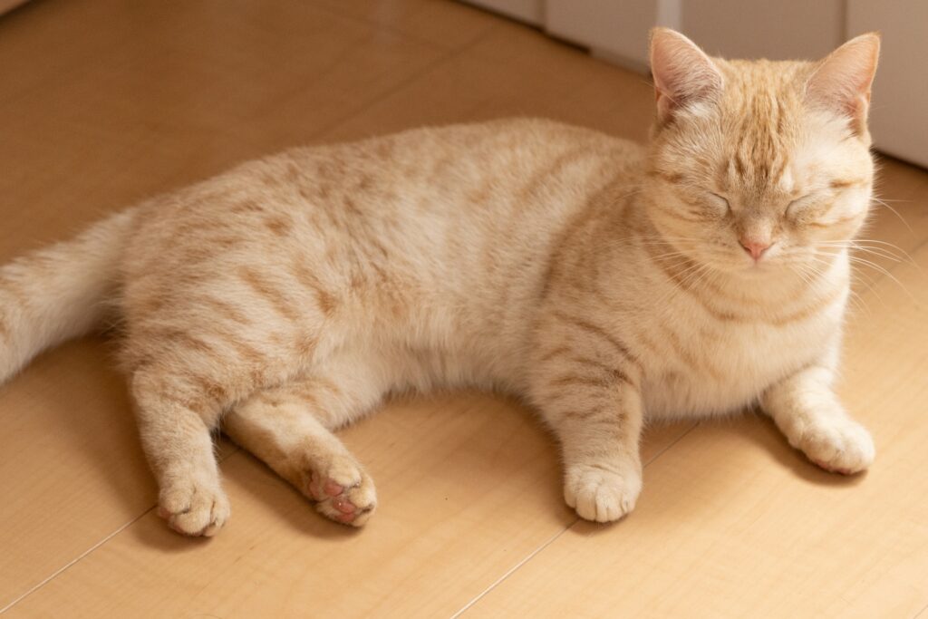 目をつぶって眠そうにしてるマンチカン