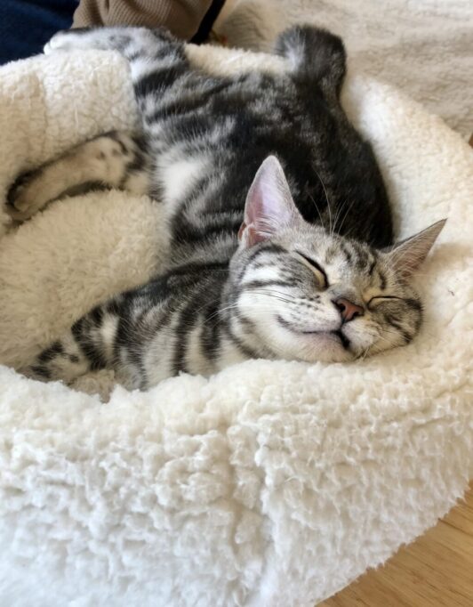 豪快に寝てるアメショの子猫