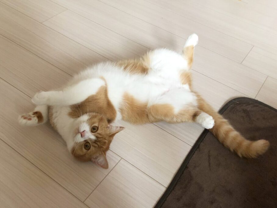 へそ天で飼い主さんを見つめる猫