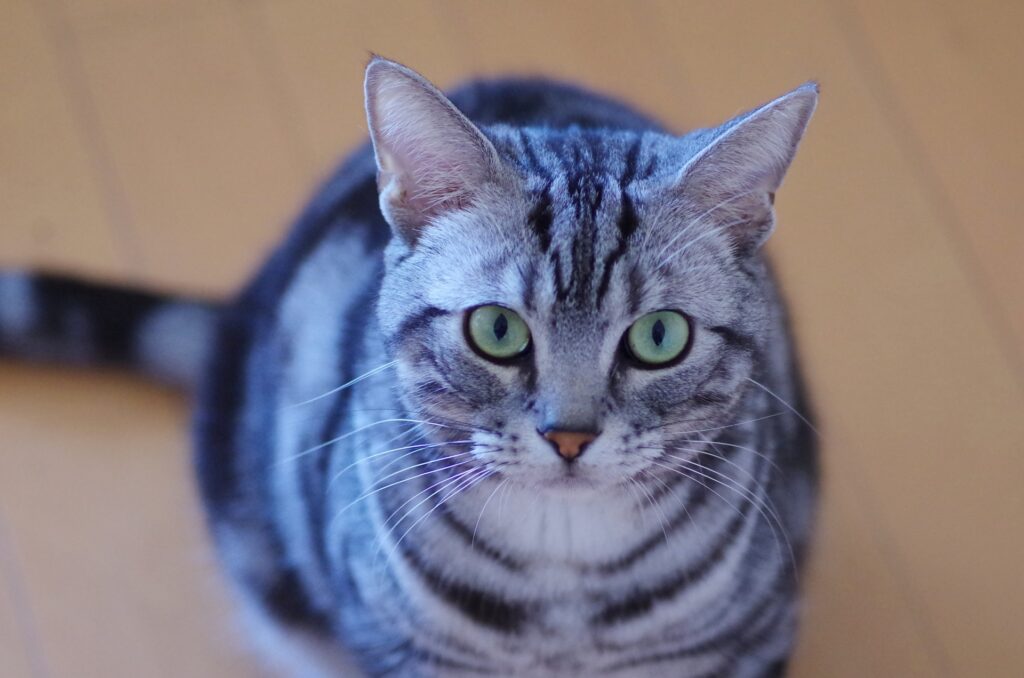 こちらを見つめるアメショ