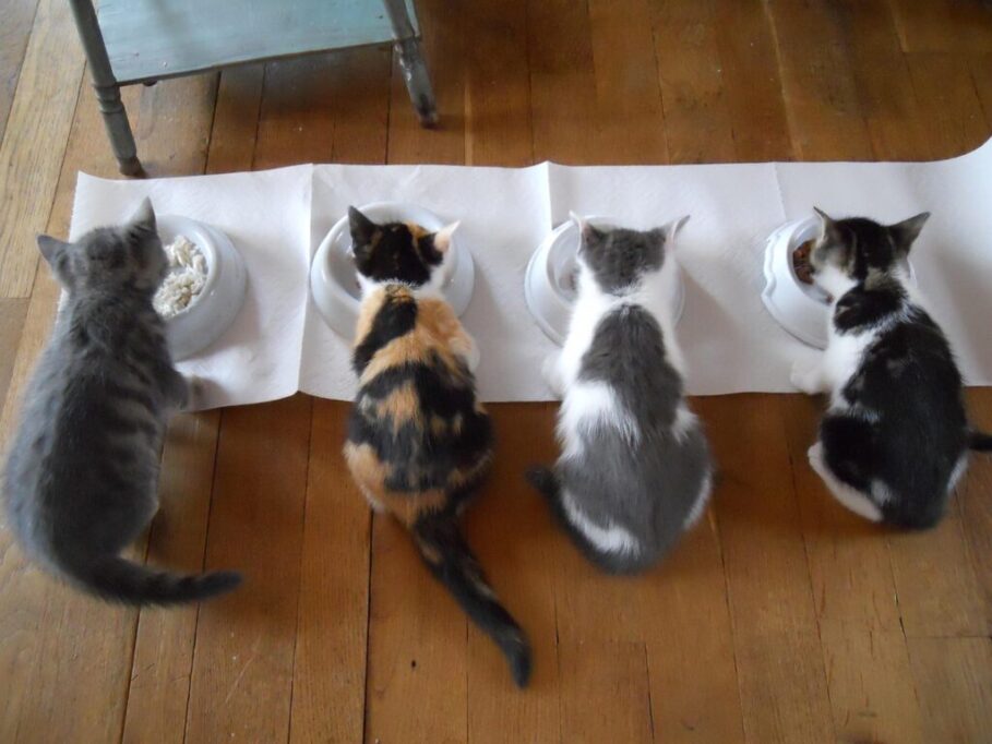 食事中の子猫たち