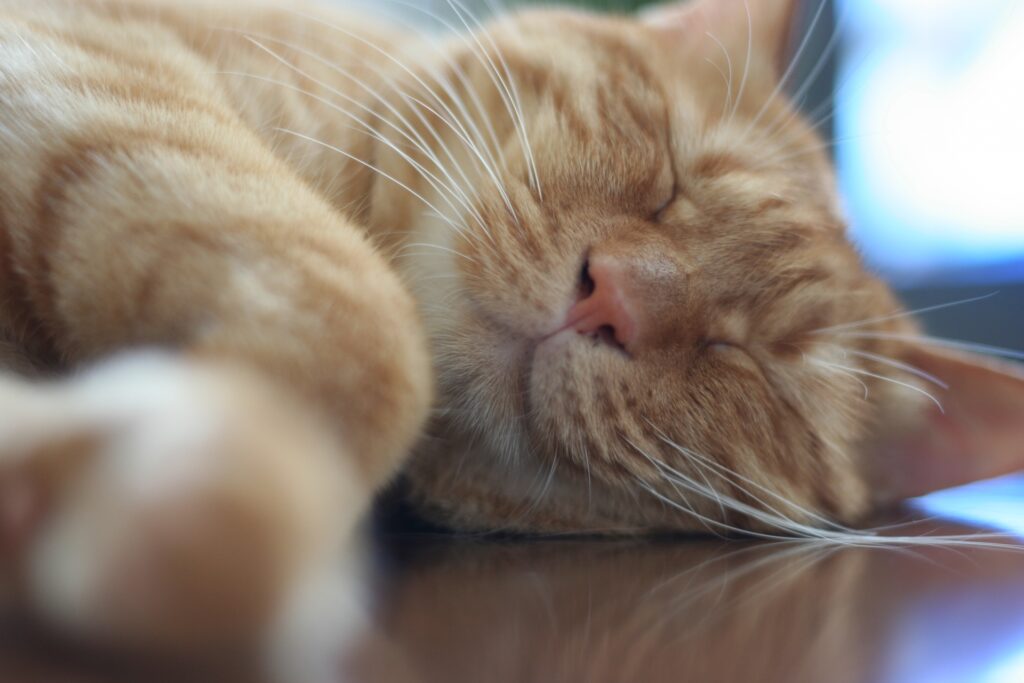 フローリングで幸せそうに眠る猫